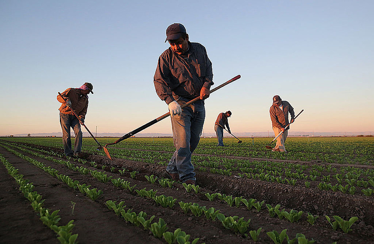 A group of people working in the field