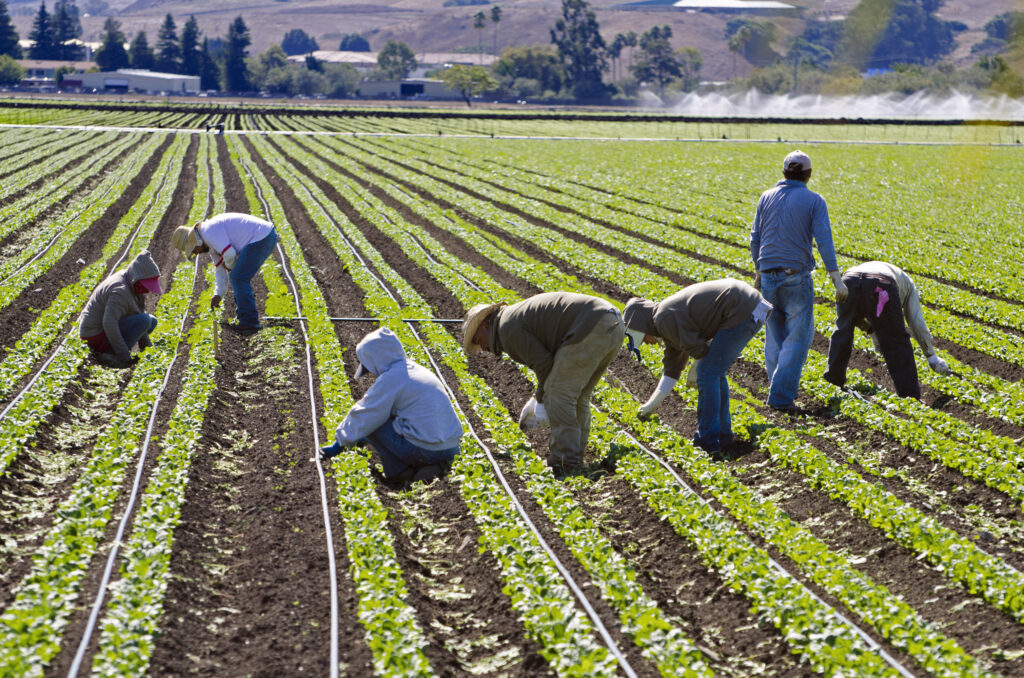 Farm labor contractors in Florida, USA